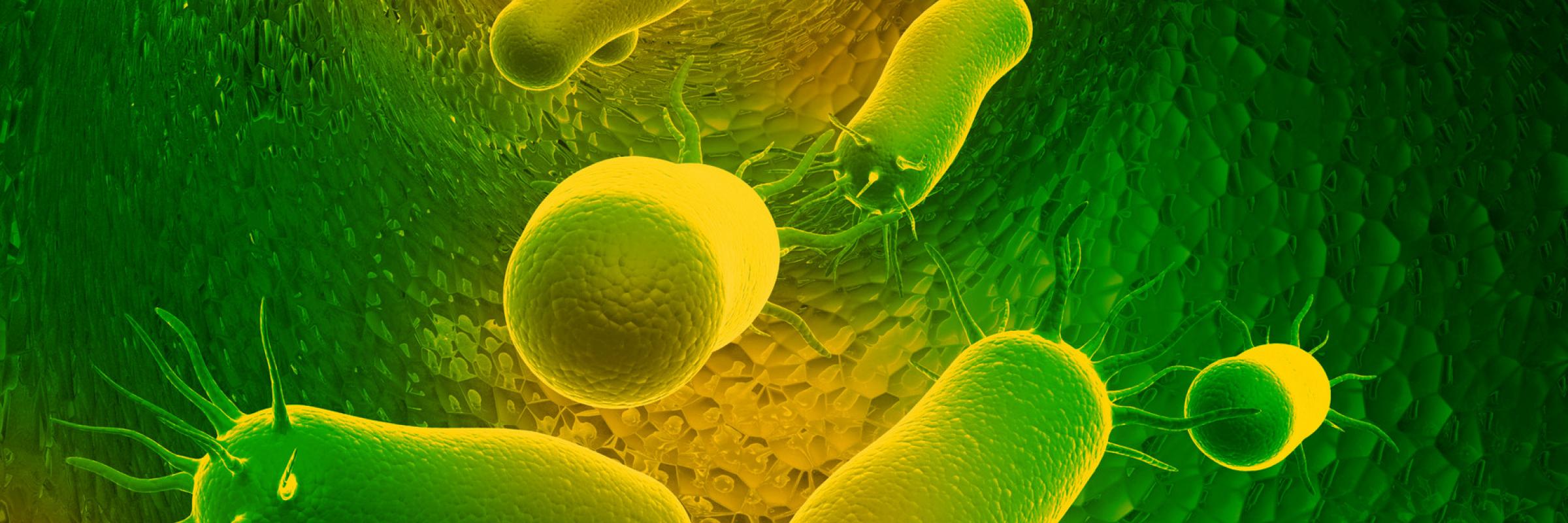 Rol de la Microbiota Intestinal en la salud Humana